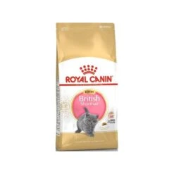 British Shorthair Kitten 2kg - Royal Canin