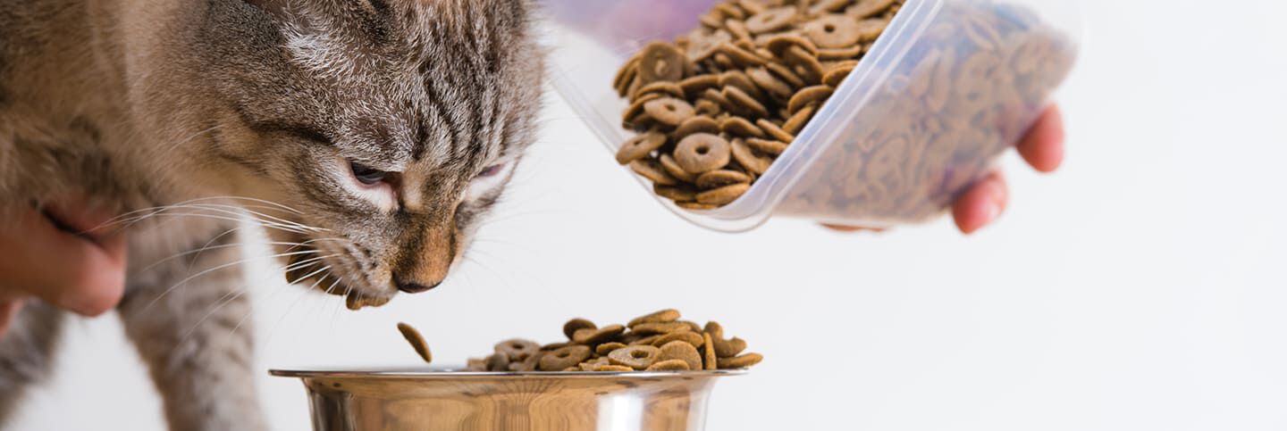 Poulet Boutique -Poulet Boutique ART Cantidad comida gato interior Header