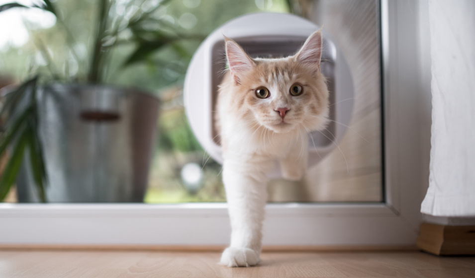 Poulet Boutique -Poulet Boutique choisir chati re isolante 1